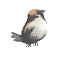 CP_SPARROW_O